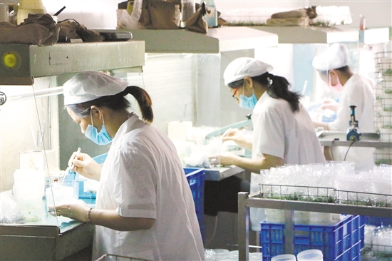 乡村振兴 江门人勤春早